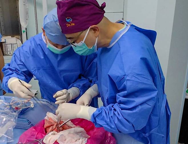 중국 광저우의대 연구진이 유전자 편집 돼지의 왼쪽 폐를 뇌사자에게 이식하고 있다. 네이처 메디신(2025)