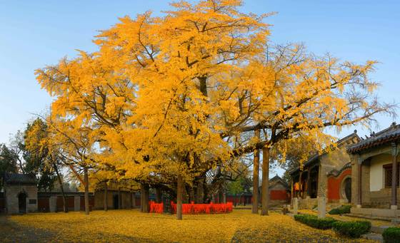산둥성 르자오시 쥐시엔에 있는 4000년 수령의 은행나무. 르자오시 정부
