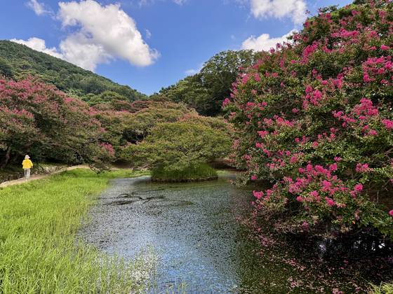 전남 담양 명옥헌 원림의 배롱나무 20여 그루는 연못과 정자, 동백나무, 소나무와 어울려 있다. 김홍준 기자