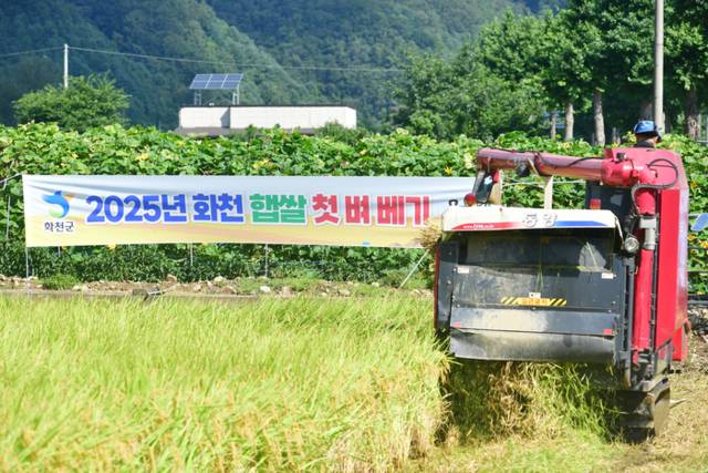 ▲ 사진은 화천지역 올해 첫 벼베기가 27일 화천읍 풍산리에서 최문순 화천군수가 참석한 가운데 있었다.