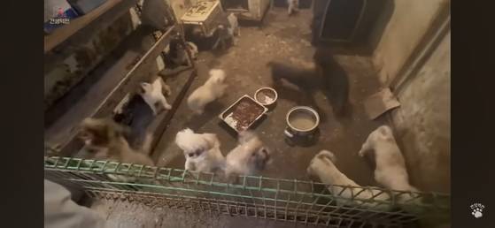 A breeding farm in Ganghwa County, Incheon, where 105 dogs infected with brucellosis were rescued [SCREEN CAPTURE]