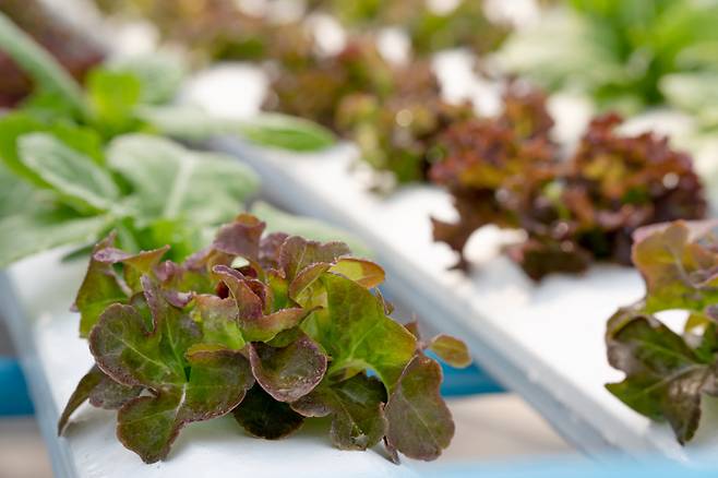 [게티이미지뱅크]