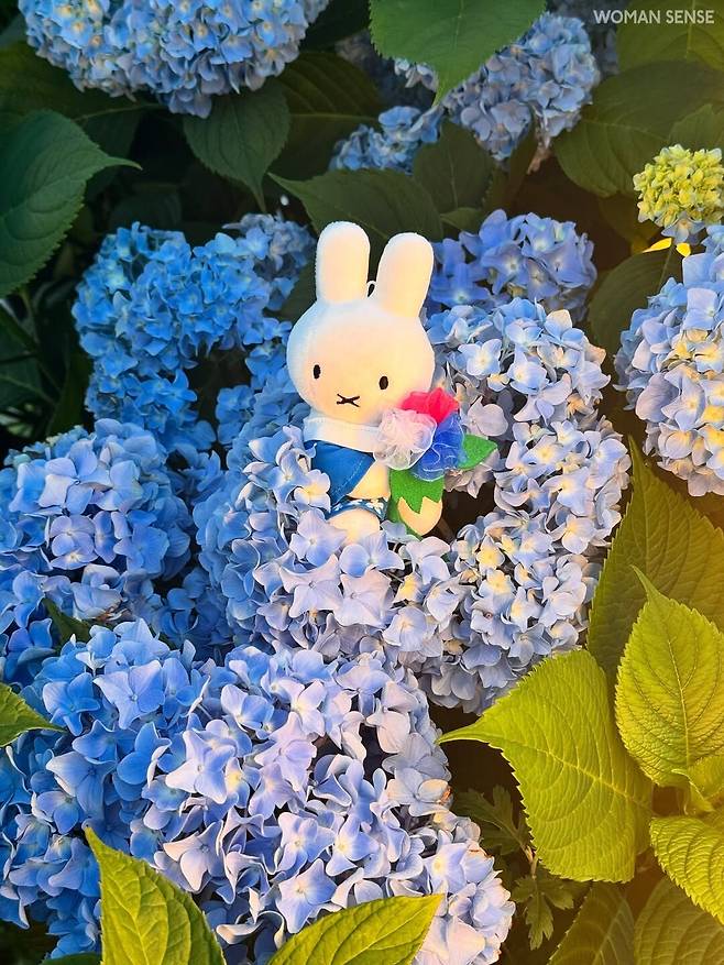 @miffy_cafe_geoje
