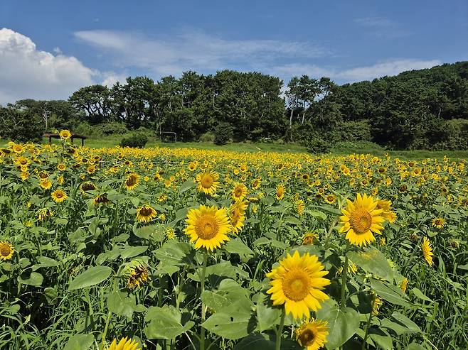 울산 대왕암공원 초화단지에 조성된 해바라기 꽃밭 [울산시 동구 제공. 재판매 및 DB 금지]