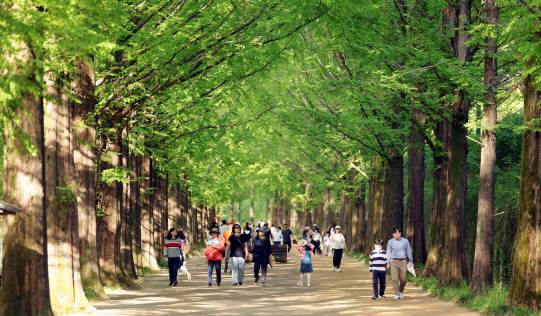 2005년 문을 연 죽녹원은 담양군이 성인산 일대에 조성한 대나무 정원으로, 약 31만㎡의 공간에 울창한 대나무숲과 가사문학의 산실인 담양의 정자문화 등을 볼 수 있는 시가문화촌으로 구성돼 있다. /임문철 기자 35mm@namdonews.com