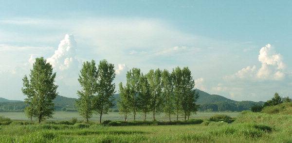 우포늪생태관 쪽에서 바라본 소벌의 모습. 높게 자란 느티나무와 함께 신록의 싱그러움을 무한정 발산하고 있다. /경남도민일보 DB