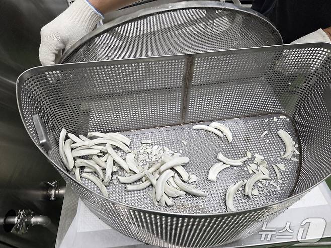 돼지 사체를 수분해 과정을 거쳐  생긴 뼈.  뼈를 갈아 골분으로 만든다. 반응수는 별도 탱크에 저장된다. ⓒ 뉴스1 한송아 기자