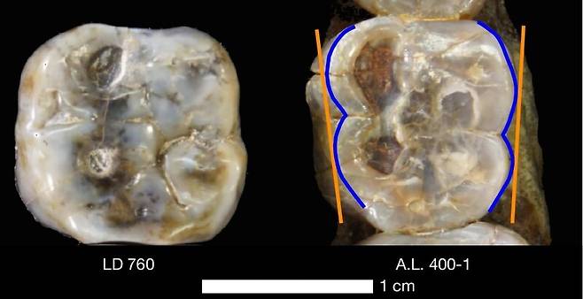 새로 발견된 오스트랄로피테쿠스의 어금니(왼쪽)와 이전에 발견된 오스트랄로피테쿠스 아파렌시스의 어금니. 애리조나주립대 제공