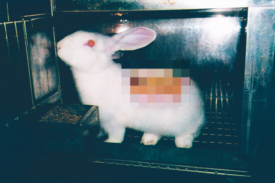 피부 반응 실험에 이용된 토끼.[We animals 홈페이지 갈무리]