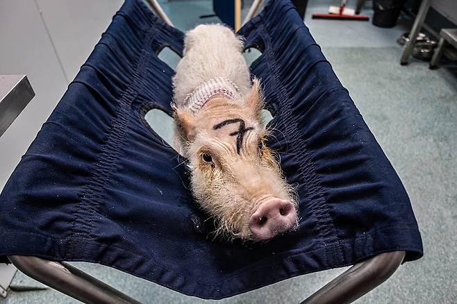 움직이지 못하는 돼지가 경정맥 카테터로 수액을 맞기를 기다리고 있다.[We animals 홈페이지 갈무리]