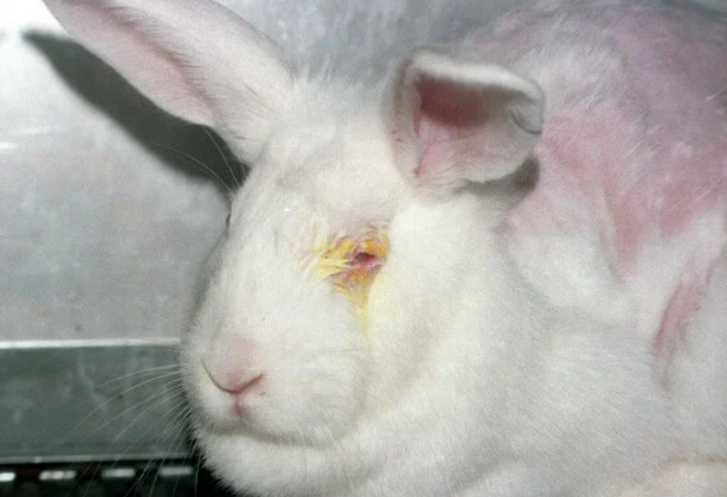 눈에 화학 물질을 떨어트리고, 반응을 관찰하는 실험에 동원된 토끼.[PETA 홈페이지 갈무리]