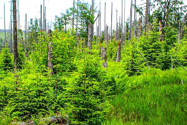 자연에 난 상처는