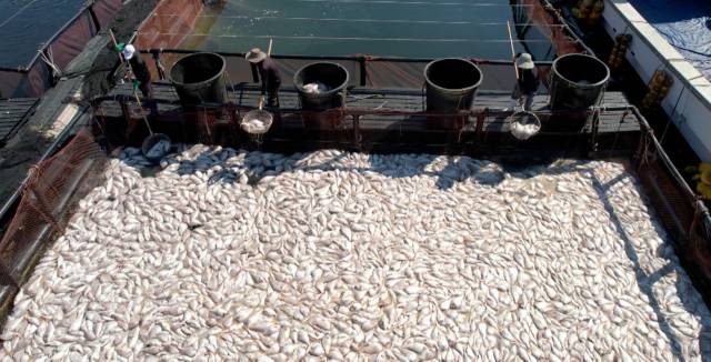 29일 경남 남해군 미조면 미조로 해상 가두리 양식장에서 어민이 적조로 집단 폐사한 참돔을 수거하고 있다. 독자 제공. 연합뉴스