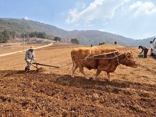 지난 4월8일 오전 충북 단양에서 한 농부가 쟁기질을 하고 있다. 단양군제공