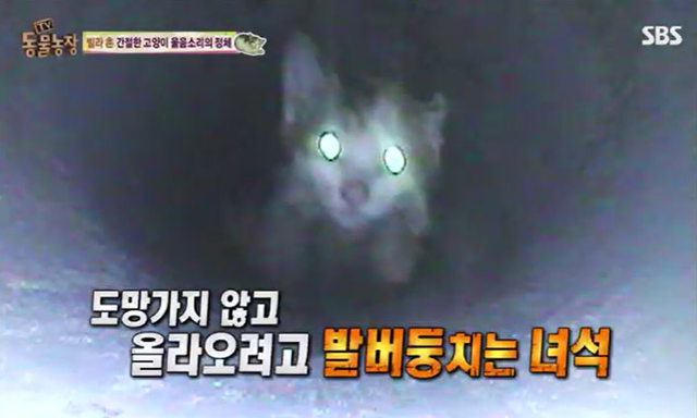 지난 2015년, 빌라에 매립된 우수관에 갇힌 순정이의 모습. SBS TV동물농장 캡처