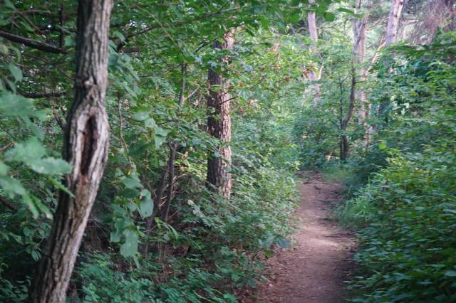 ▲ 원주의 허파 배부른산의 울밀한 숲.