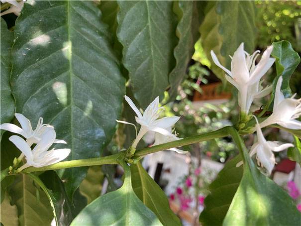 ▲ 활짝 핀 커피 꽃