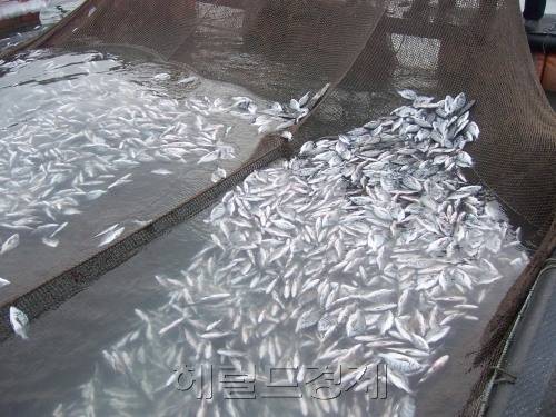 집단 폐사한 양식장 물고기.[헤럴드DB]