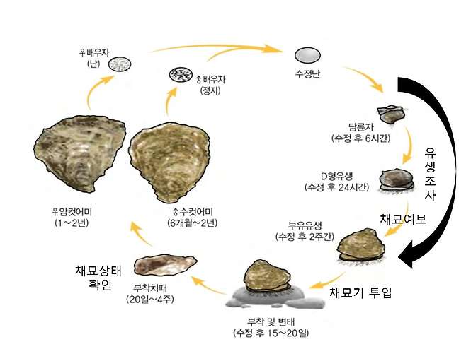 ▲ 국립수산과학원이 설명한 굴의 생애 주기. 그림 속 수정난, 담륜자, D형유생, 부유유생 상태에서 바닷물 속에 떠다닌다. 수정난은 정자와 알이 만나 수정이 된 상태, 담륜자는 동물성 플랑크톤 상태를 의미한다. (사진 : 국립수산과학원)