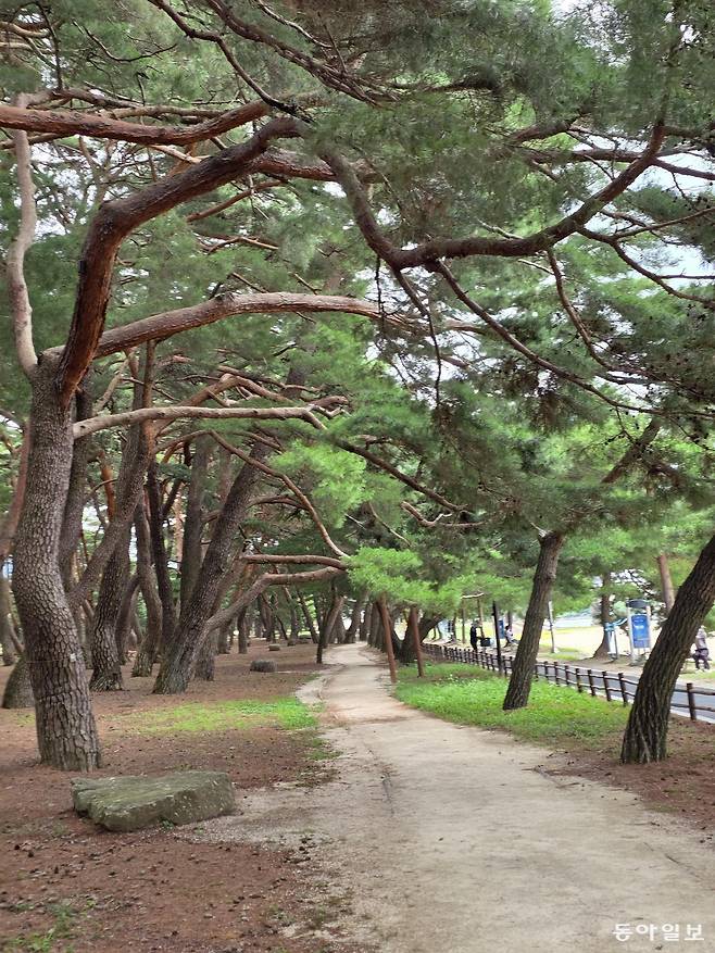 부드러운 모래를 밟으며 맨발로 걷기 좋은 하동송림.