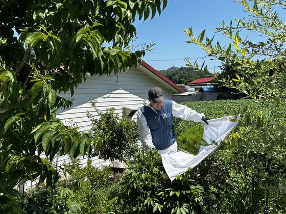 질병관리청 연구사가 SFTS 감염됐다기 숨진 충북 보은군 환자의 집 근처에서 참진드기를 잡고 있다. 채집 장비를 쓸고 지나가면 진드기가 붙는다고 한다. 질병청 제공