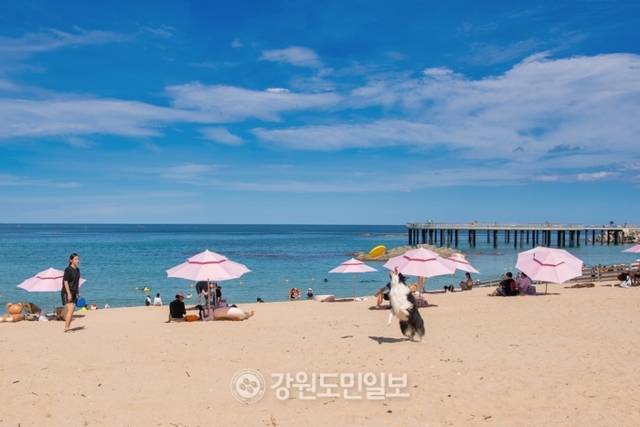 ▲ 반암낚시공원를 배경으로 한 반비치에서 한 댕댕이가 주인과 즐거운 놀이 삼매경에 빠져 있다.