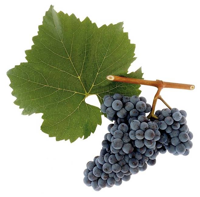 쯔바이겔트 포도 송이의 모습. [출처=austrianwine.com]