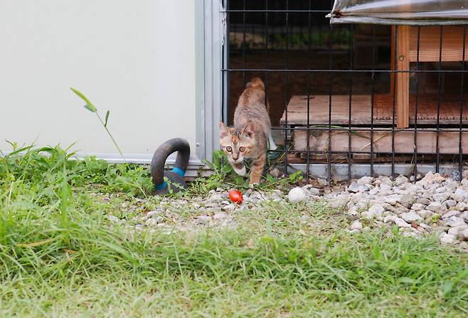 6월 말 창고에서 처음 보는 아기 고양이를 마주쳤다. ⓒ이용한 제공