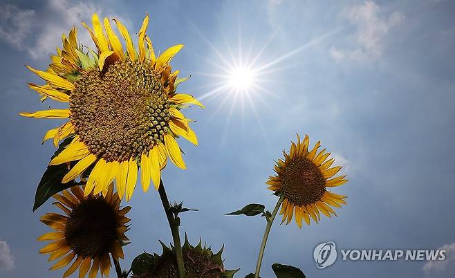 태양 등진 해바라기 [연합뉴스 자료사진]