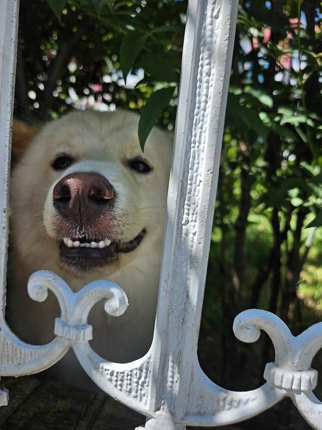 행복이(인스타그램 lucky._1004 제공) ⓒ 뉴스1