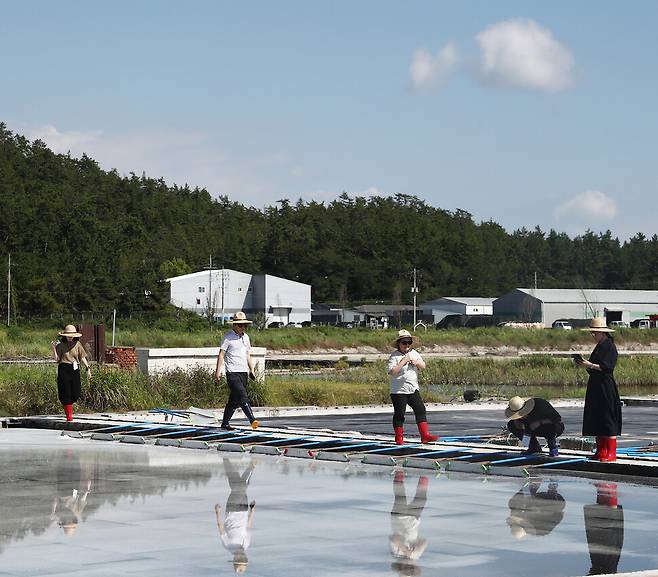 짱뚱어를 스마트폰에 담는 체험객들이 채염장으로 이동하고 있다. 박미향 기자