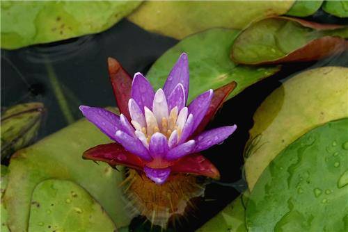 가시연. 연합뉴스