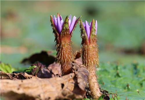 가시연. 연합뉴스