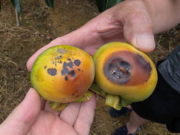 창원 북면 최치룡 씨 단감 농장에서 확인된 일소 피해 과수들. /최석환 기자