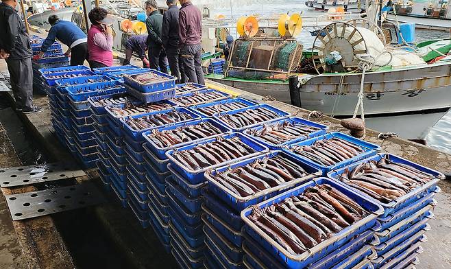 오징어가 많이 잡히지 않았던 2022년에도 한척이 잡은 오징어다.