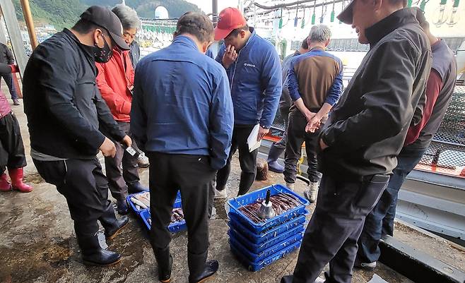 2023년 울릉수협 오징어 위판 장면