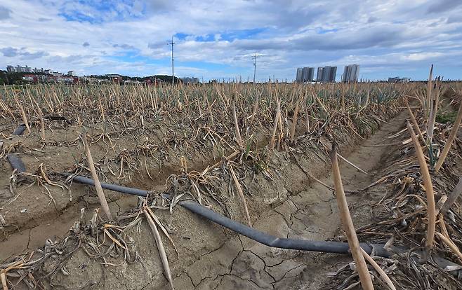 1일 강원 강릉시 한 대파밭에 심어진 파가 말라가고 있다. /연합뉴스