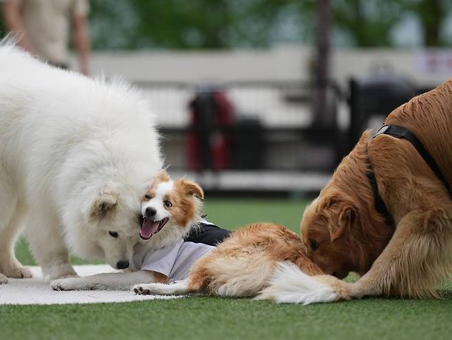 사진=이랜드파크