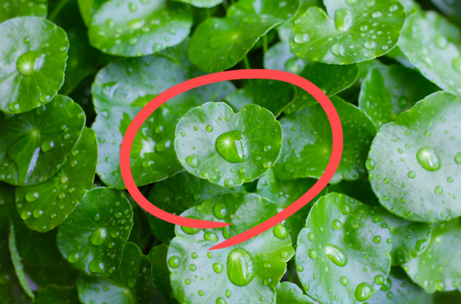 병풀(센텔라아시아티카). [게티이미지뱅크]