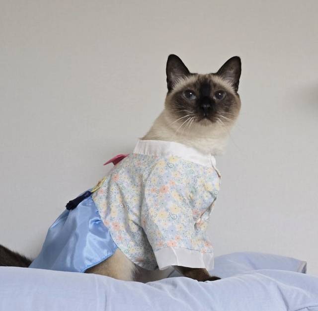 한복을 입은 고양이. 네이버 블로그 앵알이네