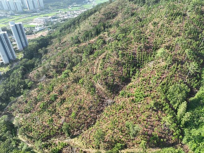 조림사업 대상지 예시 사진 ⓒ거제시