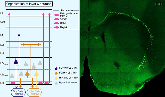 대뇌피질 최하단 '숨겨진 층' 규명…정실질환 이해 열쇠