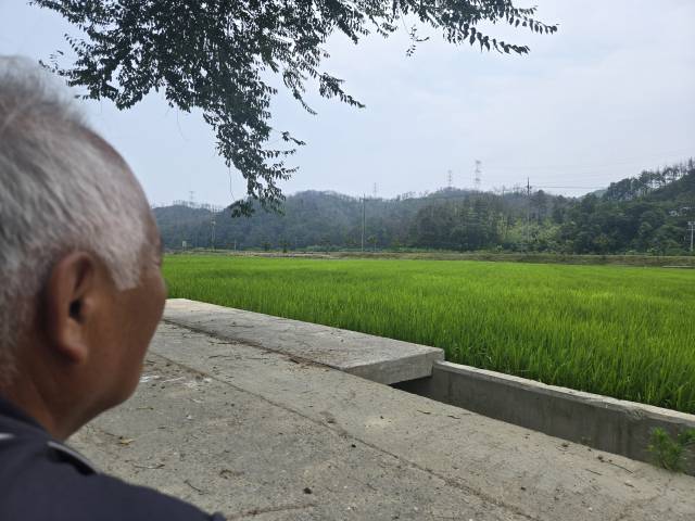 지난달 7일 전병명(69) 씨는 집에서 나오자마자 눈앞에 펼쳐진 산 능선을 보고 눈물을 쏟아냈다. 검게 그을린 채 뼈대만 남은 소나무들은 화마가 마을을 집어삼켰던 그날의 악몽을 되살린다. 임재환 기자