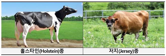 젖소 홀스타인종과 저지종. /농림축산식품부 제공