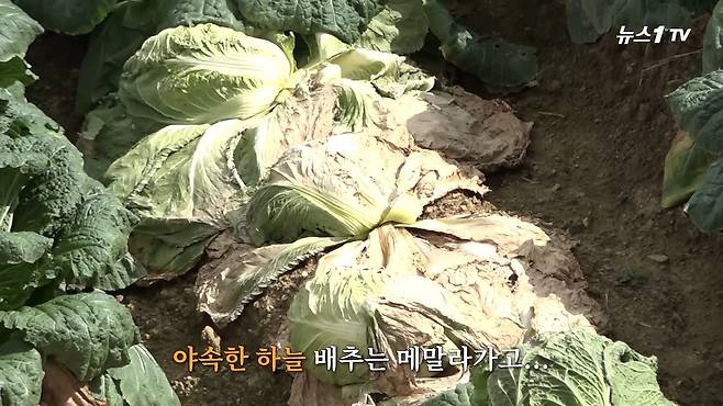(뉴스1TV 갈무리)