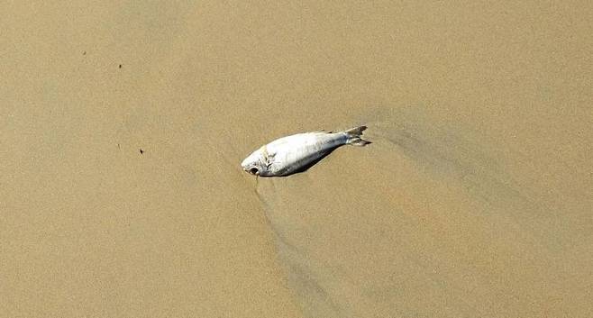 해변에 있는 죽은 물고기를 만지거나 밟으면 잘못하단 패혈증에 걸린다. 기사 이해를 돕기 위한 사진. 펙셀스