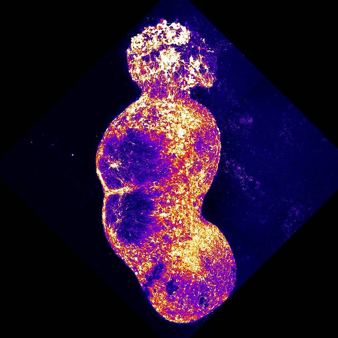 통증 전달 경로를 구현한 어셈블로이드. 감각 신경세포 오가노이드가 맨 위에 있고, 그 아래로 차례대로 척수, 시상, 대뇌피질 오가노이드가 연결된 형태이다./미 스탠퍼드대