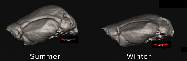 땃쥐의 여름(왼쪽) 뇌와 겨울 뇌를 비교해 3차원 영상으로 재구성한 그림. 겨울보다 여름에 뇌의 부피가 더 크다는 사실을 확인할 수 있다. Dominik von Elverfeldt/University of Freiburg 제공