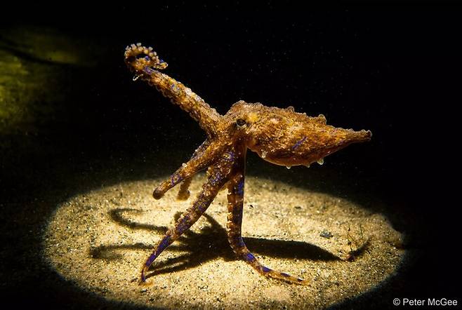 파란선문어는 맹독을 가진 야생 포식자로, 해저에서 갑각류를 사냥한다. 보통 다이버를 경계하지만, 이 개체는 카메라 앞에서 잠시 극적인 포즈를 취한 뒤 그림자 속으로 사라졌다고 한다. ‘포트폴리오’ 부문 우승작. 피터 맥기/호주 지리 자연 사진상 제공