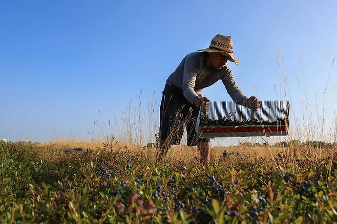 지난달 9일 미국 북부 메인주의 한 야생 블루베리 재배농장에서 한 일꾼이 블루베리를 수확하고 있다. 해링턴/AFP연합뉴스
